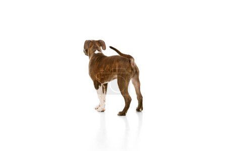 Photo for Back view image of cute puppy, dog, purebred american staffordshire terrier standing isolated over white background. Concept of animal lifestyle, care, pet friend, vet. Negative space to insert text - Royalty Free Image