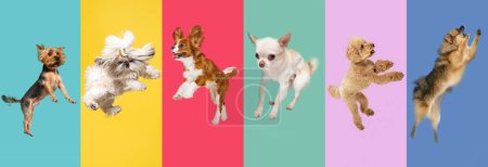 Photo for Adorable dogs in motion, playing, jumping against multicolored studio background. Pet friends, companion, care, love. Creative collage of different breeds of dogs. Flyer for your ad. - Royalty Free Image