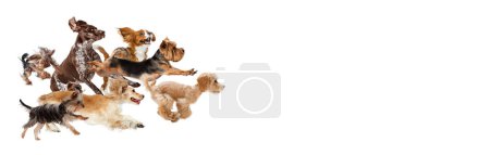 Foto de Collage hecho con diferentes perros de pura raza en movimiento, jugando activamente, corriendo sobre fondo blanco del estudio. Concepto de estilo de vida animal, amigo de mascotas, cuidado, amor, veterinario - Imagen libre de derechos