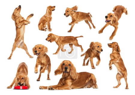 Photo for Collage. Adorable, beautiful purebred dog, English Cocker Spaniel in motion isolated over white background. Concept of animal lifestyle, pet friend, care, love, vet - Royalty Free Image