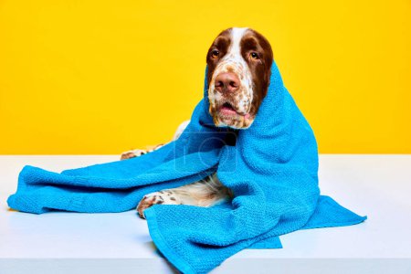 Photo for Cute, beautiful dog, purebred English springer spaniel in towel after shower against yellow studio background. Concept of domestic animal, care, vet, health, grooming, animal life - Royalty Free Image