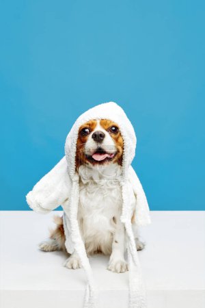 Photo for Cute, funny, adorable little dig, purebred Cavalier King Charles Spaniel sitting in warm clothes against blue studio background. Concept of domestic animal, care, vet, health, grooming, animal life - Royalty Free Image