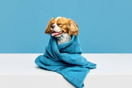 Foto de Divertido perrito feliz, lindo, pura raza Cavalier King Charles Spaniel sentado en la toalla después de bañarse sobre fondo de estudio azul. Concepto de animal doméstico, cuidado, veterinario, salud, aseo, vida animal - Imagen libre de derechos