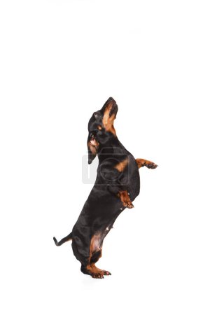 Foto de Perro adorable de pura raza, Dachshund negro de pie sobre patas traseras aisladas sobre fondo blanco del estudio. Concepto de animal doméstico, cuidado de mascotas, amigo perro, felicidad. Espacio vacío para insertar texto - Imagen libre de derechos