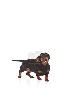 Photo for Adorable purebred black dog, Dachshund stranding with tongue sticking put, looking upwards isolated over white studio background. Concept of domestic animal, pet care, dog friend, happiness - Royalty Free Image