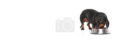 Foto de Hermoso perro de raza pura, Dachshund comiendo aislado sobre fondo blanco. Imagen promocional de anuncio de comida especial para perros, nutrición. Banner. Concepto de animal doméstico, cuidado de mascotas, amigo perro, felicidad - Imagen libre de derechos