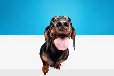 Photo for Close-up. Purebred, funny, adorable dog, Dachshund standing with tongue sticking out isolated over white blue studio background. Concept of domestic animal, pet care, dog friend, happiness - Royalty Free Image