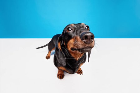 Foto de Curioso, perro inteligente, perrito de pura raza, Dachshund negro mirando con atención, olfateando aislado sobre fondo azul blanco del estudio. Concepto de animal doméstico, cuidado de mascotas, amigo perro, felicidad - Imagen libre de derechos