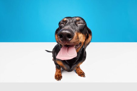 Foto de Feliz, positivo, perro de pura raza riendo, Dachshund negro con la lengua sobresaliendo aislado sobre fondo azul estudio blanco. Concepto de animal doméstico, cuidado de mascotas, amigo perro, felicidad - Imagen libre de derechos