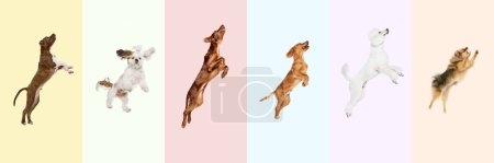 Photo for Collage made of different purebred dogs jumping, playing, flying against multicolored background. Playful pet. Concept of animal theme, care, pet friend, vet, doggie lifestyle - Royalty Free Image