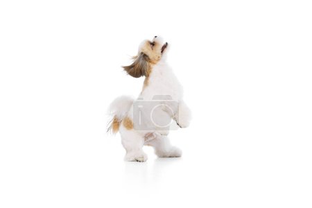 Photo for Happy, adorable purebred dog, little shih tzu standing on hind legs, playing, walking isolated on white studio background. Concept of domestic animals, pet friends, vet, care - Royalty Free Image