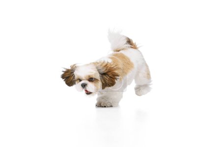 Foto de Positivo, feliz, poco pura raza shih tzu perro alegremente caminando, jugando aislado en el fondo del estudio blanco. Concepto de animales domésticos, amigos de mascotas, veterinario, cuidado - Imagen libre de derechos