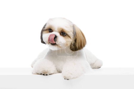 Photo for Adorable, calm, little purebred shih tzu dog isolated on white studio background. Groomed pet, taking care after animal. Concept of domestic animals, pet friends, vet, care - Royalty Free Image