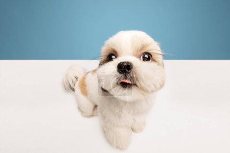 Photo for Funny close-up image of adorable, little purebred shih tzu dog standing isolated on blue studio background. Happy, playful pet. Concept of domestic animals, pet friends, vet, care - Royalty Free Image