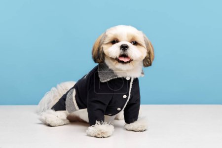 Téléchargez les photos : Adorable petit chien shih tzu de race pure portant une veste élégante et confortable, des vêtements pour chiens isolés sur fond de studio bleu. Concept d'animaux domestiques, amis animaux, vétérinaire, soins - en image libre de droit
