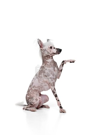 Foto de Adorable, divertido perro de pura raza de cresta china sentado con la pata levantada aislado en el fondo del estudio blanco. Mascota inteligente siguiendo comando. Concepto de animal, mascota doméstica, veterinario, salud, compañero - Imagen libre de derechos