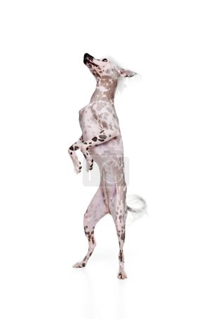 Foto de Hermoso perro de pura raza, de pura raza china cresta de pie en las patas traseras aisladas en el fondo del estudio blanco. Concepto de animal, mascota doméstica, veterinario, salud, compañero - Imagen libre de derechos