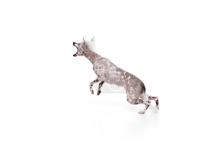 Téléchargez les photos : Image dynamique d'un chien crêpé chinois de race pure ludique en mouvement, isolé sur fond de studio blanc. Concept d'animal, animal domestique, vétérinaire, santé, compagnon - en image libre de droit