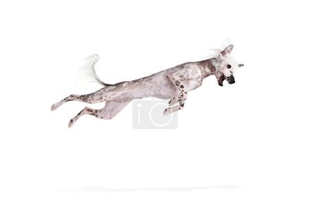Foto de Adorable, juguetón de raza pura perro de cresta china en movimiento volando en un salto aislado en el fondo del estudio blanco. Concepto de animal, mascota doméstica, veterinario, salud, compañero - Imagen libre de derechos