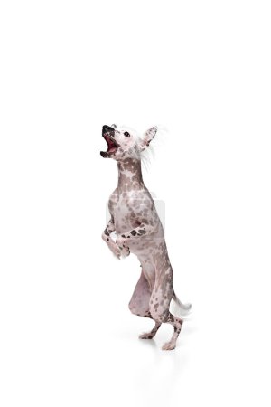 Téléchargez les photos : Adorable, ludique petit chien crêpé chinois de race pure en mouvement, jouant, attrapant jouet en saut isolé sur fond de studio blanc. Concept d'animal, animal domestique, vétérinaire, santé, compagnon - en image libre de droit