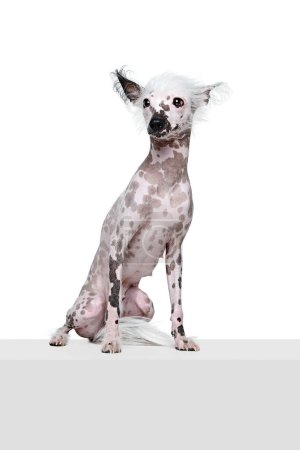 Foto de Retrato de hermoso perro de cresta china de pura raza sentado, mirando con atención aislada sobre fondo de estudio blanco. Concepto de animal, mascota doméstica, veterinario, salud, compañero - Imagen libre de derechos