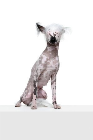 Foto de Retrato de hermoso perro de cresta china de pura raza sentado, mirando con atención aislada sobre fondo de estudio blanco. Concepto de animal, mascota doméstica, veterinario, salud, compañero - Imagen libre de derechos