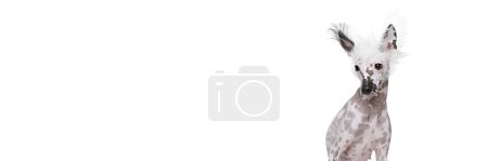 Téléchargez les photos : Portrait de mignon chien chinois de race pure assis, regardant vers le bas isolé sur fond blanc. Concept d'animal, animal domestique, vétérinaire, santé, compagnon. Bannière. Espace vide pour insérer du texte, annonce - en image libre de droit