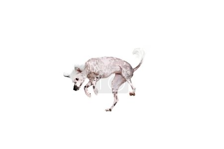 Foto de Adorable, juguetón de raza pura perro de cresta china en movimiento en medio del pelo, saltando, jugando aislado en el fondo del estudio blanco. Concepto de animal, mascota doméstica, veterinario, salud, compañero - Imagen libre de derechos