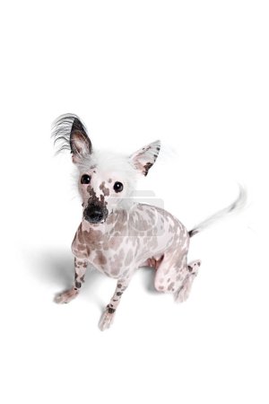 Photo for Top view of adorable, funny purebred Chinese crested dog sitting and attentively looking isolated on white studio background. Concept of animal, domestic pet, vet, health, companion - Royalty Free Image