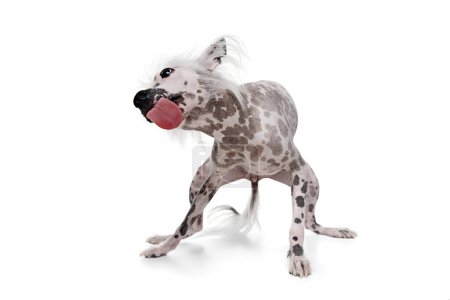 Téléchargez les photos : Jeu de chien crêpé chinois amusant, heureux et adorable, attrapant la balle en mouvement isolé sur fond de studio blanc. Concept d'animal, animal domestique, vétérinaire, santé, compagnon - en image libre de droit