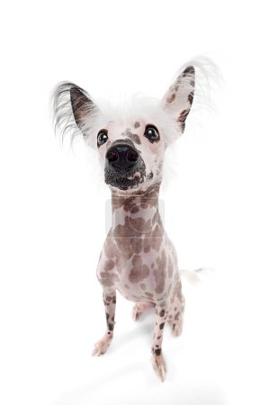 Photo for Close-up of purebred Chinese crested dog attentively looking isolated on white studio background. Curious pet. Concept of animal, domestic pet, vet, health, companion - Royalty Free Image