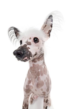 Téléchargez les photos : Portrait de beau chien crêpé chinois de race pure avec une couleur tachetée isolée sur fond de studio blanc. Concept d'animal, animal domestique, vétérinaire, santé, compagnon - en image libre de droit