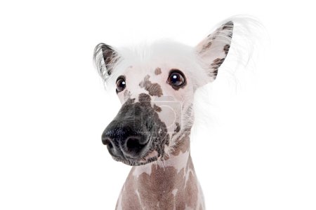 Foto de Retrato de hermoso perro de raza pura de cresta china con manchas de color aislado en el fondo del estudio blanco. Concepto de animal, mascota doméstica, veterinario, salud, compañero - Imagen libre de derechos