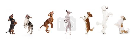 Foto de Collage hecho de diferentes perros de pura raza saltando, jugando, de pie sobre las patas traseras sobre fondo blanco del estudio. Concepto de tema animal, cuidado, amigo mascota, veterinario, estilo de vida perrito - Imagen libre de derechos