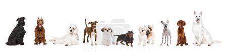 Foto de Adorables perros de raza pura de diferentes razas tranquilamente sentados, de pie sobre fondo blanco del estudio. Collage. Concepto de tema animal, cuidado, amigo mascota, veterinario, estilo de vida perrito - Imagen libre de derechos