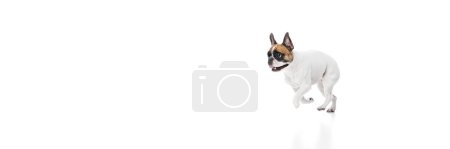 Foto de Divertido perro de raza pura, bulldog francés en movimiento, corriendo, jugando aislado sobre fondo blanco. Concepto de animales, mascotas domésticas, cuidado, veterinario, salud, compañero. Banner. Espacio vacío para insertar texto, anuncio - Imagen libre de derechos