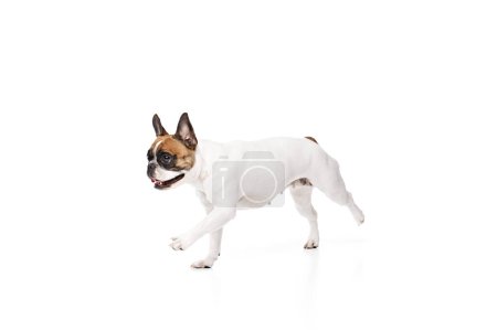 Foto de Divertido perro de raza pura, bulldog francés en movimiento, corriendo, jugando aislado en el fondo del estudio blanco. Activa mascota. Concepto de animales, mascotas domésticas, cuidado, veterinario, salud, compañero - Imagen libre de derechos