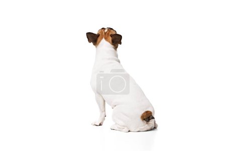 Foto de Vista posterior de la imagen de adorable perro de raza pura, bulldog francés sentado tranquilamente aislado en el fondo del estudio blanco. Concepto de animales, mascotas domésticas, cuidado, veterinario, salud, compañero - Imagen libre de derechos