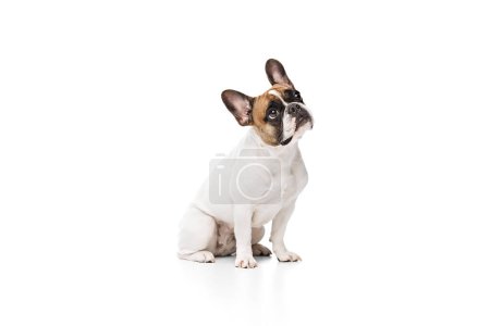 Foto de Adorable perro de raza pura, bulldog francés sentado y mirando con atención aislado en el fondo del estudio blanco. Concepto de animales, mascotas domésticas, cuidado, veterinario, salud, compañero - Imagen libre de derechos