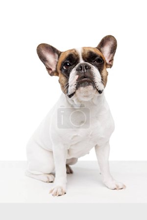 Foto de Inteligente, adorable perro de raza pura, bulldog francés sentado tranquilamente y mirando aislado en el fondo del estudio blanco. Concepto de animales, mascotas domésticas, cuidado, veterinario, salud, compañero - Imagen libre de derechos