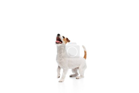 Photo for Playful happy dog, purebred Jack Russell Terrier in motion looking upwards with curiosity isolated on white studio background. Concept of domestic animal, pet, veterinary, care, companion - Royalty Free Image