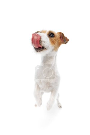 Foto de Perro activo, juguetón, de pura raza Jack Russell Terrier en movimiento, saltando con la lengua sobresaliendo aislado sobre fondo blanco del estudio. Concepto de animal doméstico, mascota, veterinario, cuidado, compañero - Imagen libre de derechos