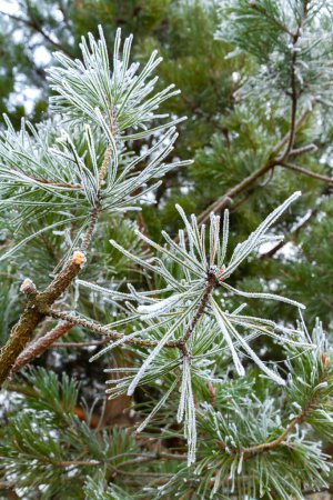 Photo for First autumn frost. Morning frost. Green pine branches in the garden covered with white frost. Winter is coming. - Royalty Free Image