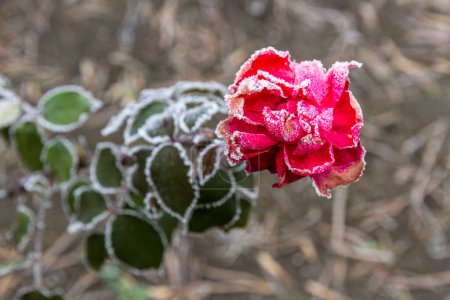 Foto de Primera helada de otoño. Rosa roja floreciente en el jardín cubierto de escarcha blanca. Hielo matutino, hojas de plantas verdes congeladas. Se acerca el invierno. - Imagen libre de derechos