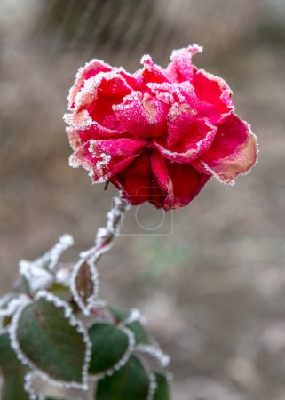 Foto de Primera helada de otoño. Rosa roja floreciente en el jardín cubierto de escarcha blanca. Hielo matutino, hojas de plantas verdes congeladas. Se acerca el invierno. - Imagen libre de derechos