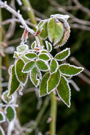 Photo for First autumn frost. Rose leaves covered with white frost. Morning frost, green frozen plant leaves. Winter is coming. - Royalty Free Image