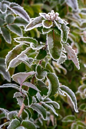Photo for First autumn frost. Morning frost. Green ilex branches and leaves in the garden covered with white frost. Winter is coming. - Royalty Free Image