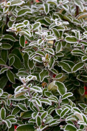 Foto de Primera helada de otoño. Escarcha matutina. Hojas de arbusto verde cubiertas de heladas blancas en el jardín. Se acerca el invierno. - Imagen libre de derechos