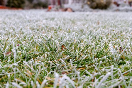 Foto de Primera helada de otoño. Escarcha matutina. Hierba verde cubierta de heladas blancas en el jardín. Se acerca el invierno. - Imagen libre de derechos