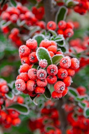 Photo for First autumn frost. Morning frost. Red berries and green bush leaves covered with white frost in the garden. Winter is coming. - Royalty Free Image